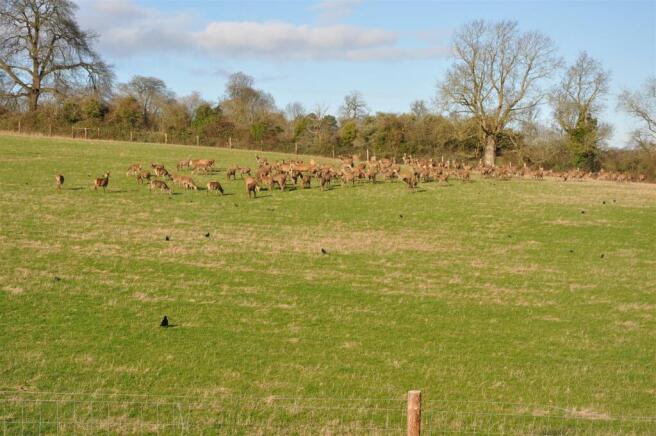 Deer Photo 2