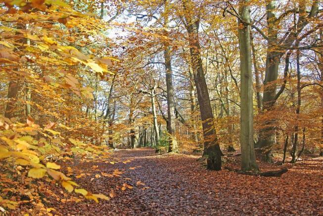 Nearby Burnham Beeches