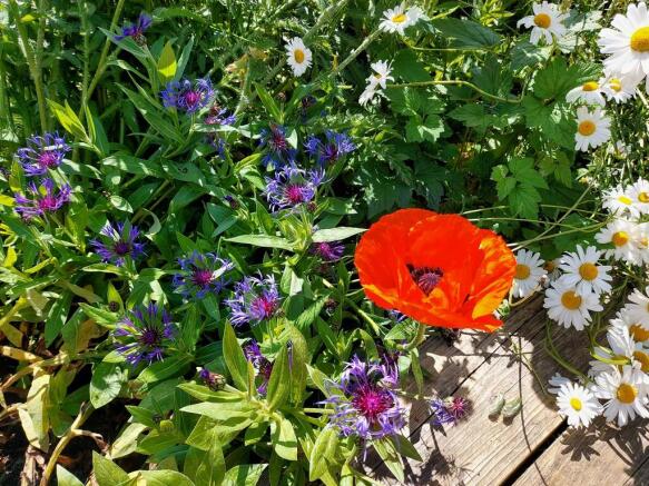 Wild flower garde...