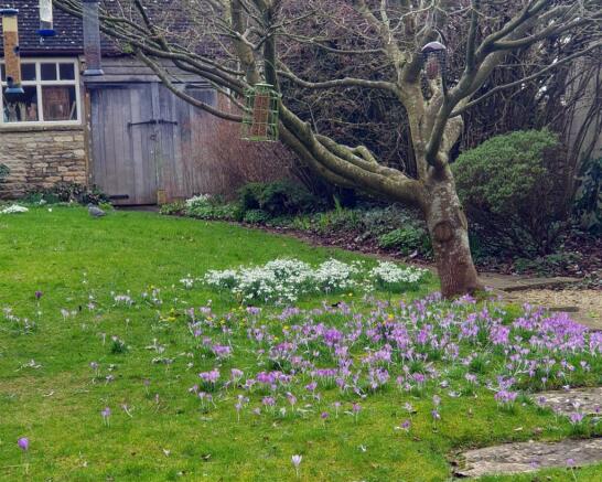 Carters Barn garden photo with crocus 2.jpg