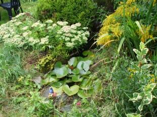Ornamental Fishpond