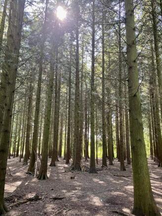 Bagley Woods Kennington.jpg