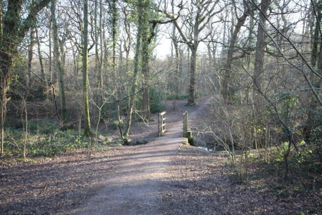 Woods.JPG