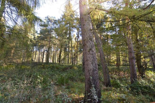 Cannock Chase
