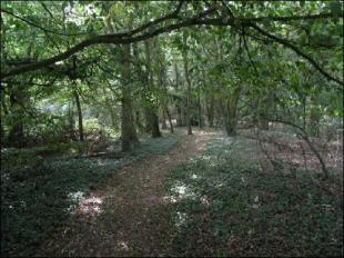 Wooded Area
