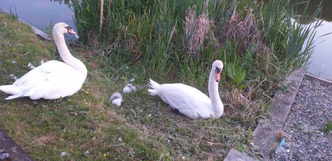 Local Wildlife
