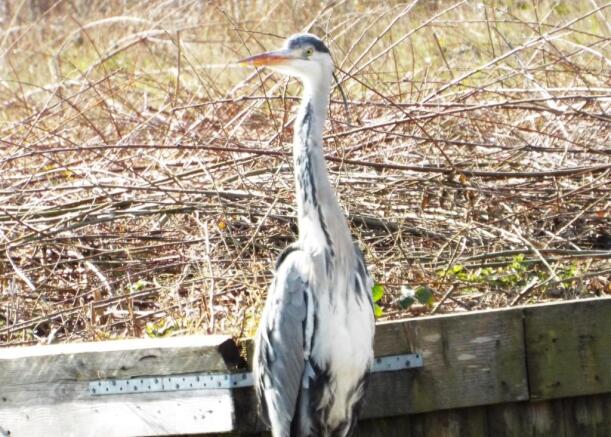 Heron