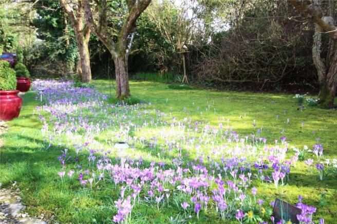 Spring Bulbs
