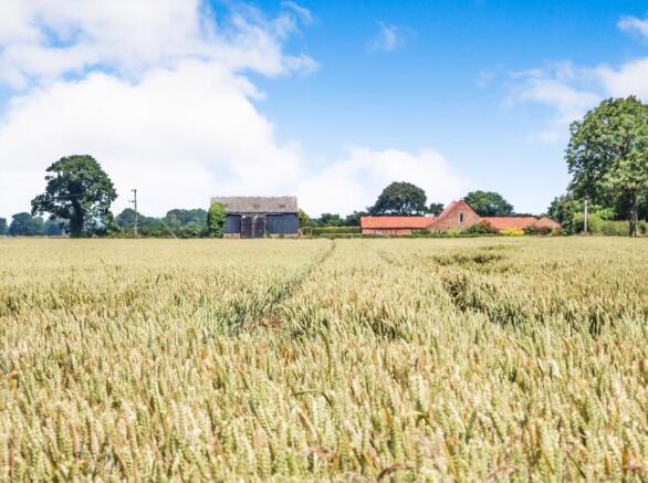 CORNFIELD