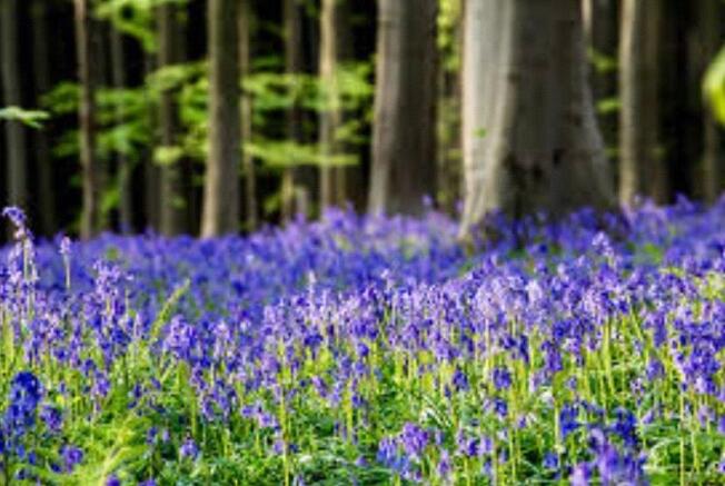 Bluebell Woods