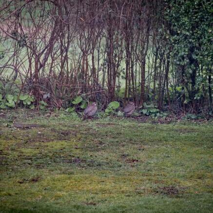 Garden Wildlife