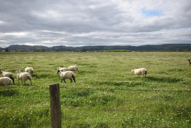 sheep