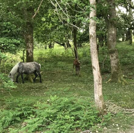 Ponies