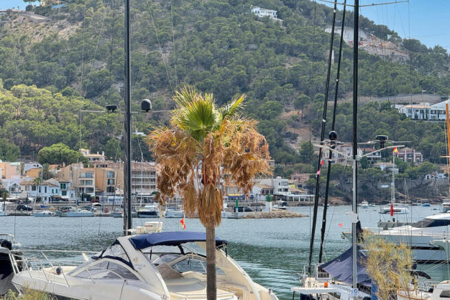 02-Port d'Andratx-Moderne Wohnung in erster Reihe von Port d¿Andratx-palme_1