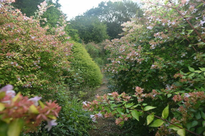 overgrown garden