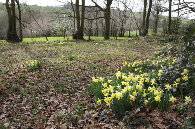 Coppice