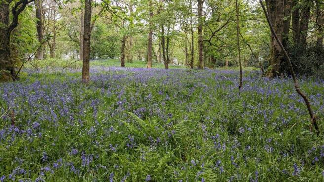 Woodland