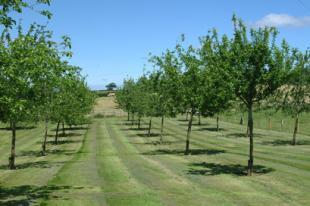 Orchard