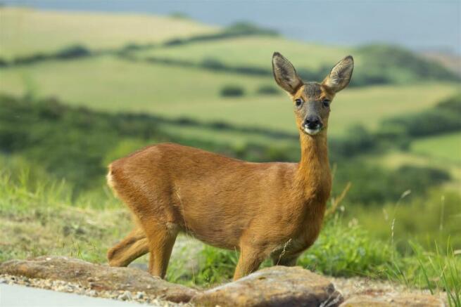Wildlife Fawn in garden