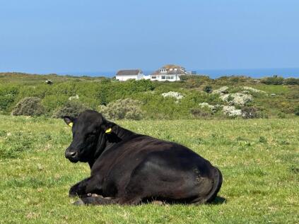 Costil Charte, Tourgis, Alderney, Channel Isles, GY9