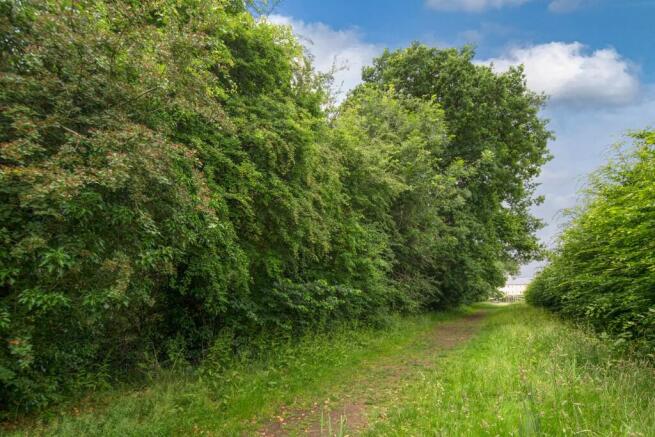 Foxey Leys Copse