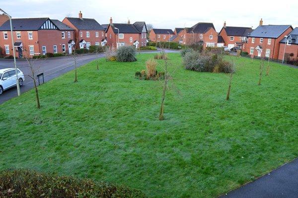 open greenery