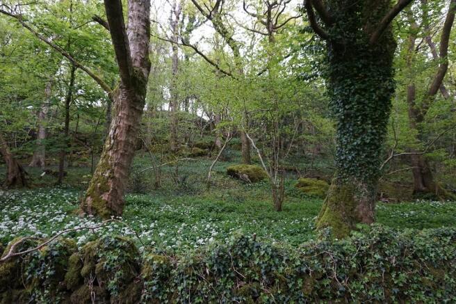 Woodland