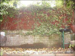 Patio Garden