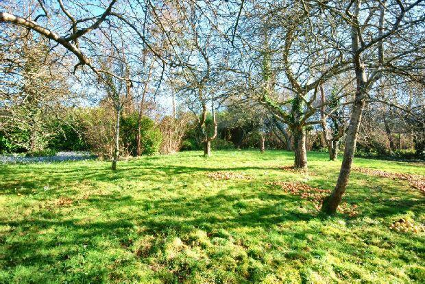 Orchard