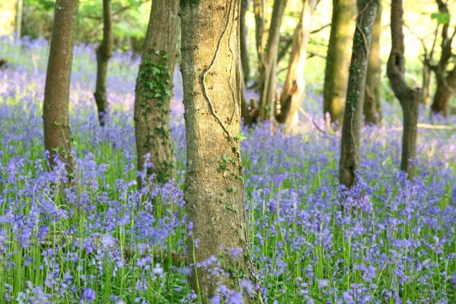 Woodland