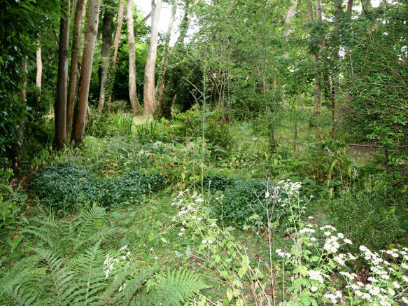 Woods 1
