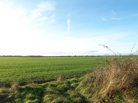 RINGSTEAD