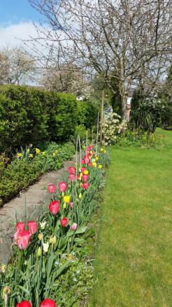 Tulips and Blossom