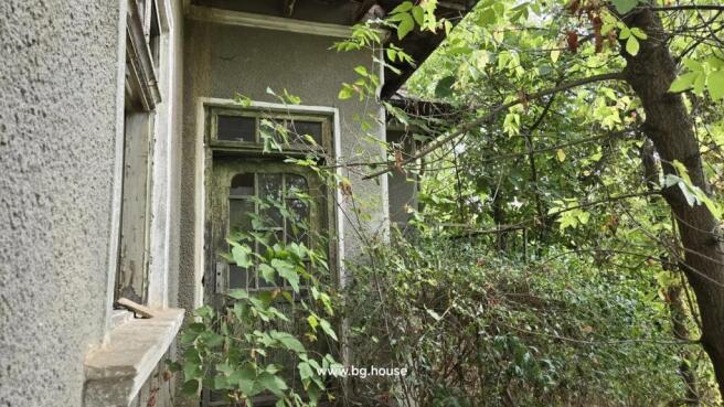 View of an old wooden door and window partly covered by thick green leaves and branches