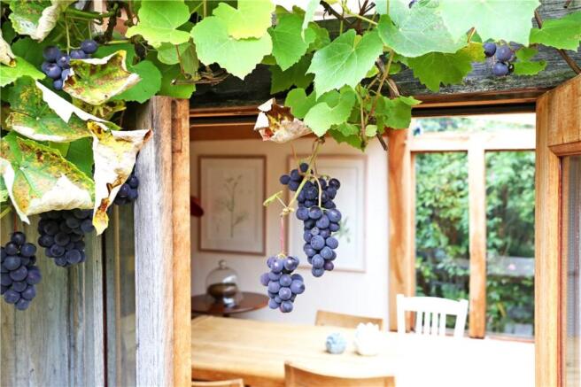 Grape Vine