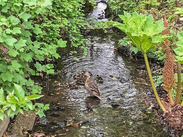 Ducklings in beck