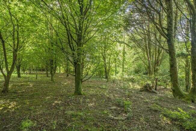 Woodland