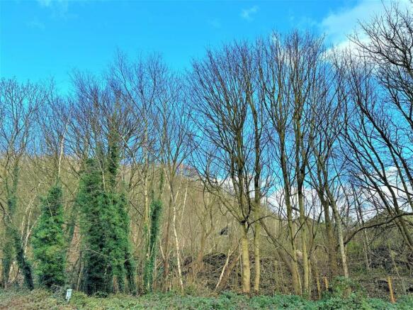 Woodland Views