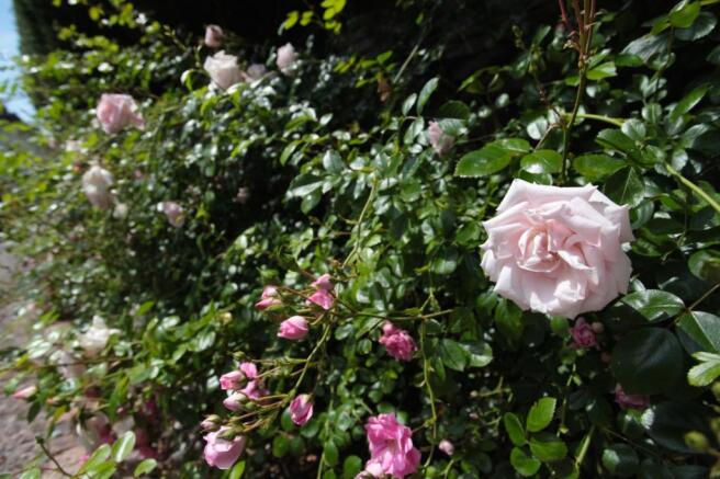 Roses