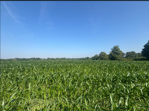 Standing Maize