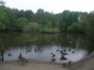 Lightwater Park Pond