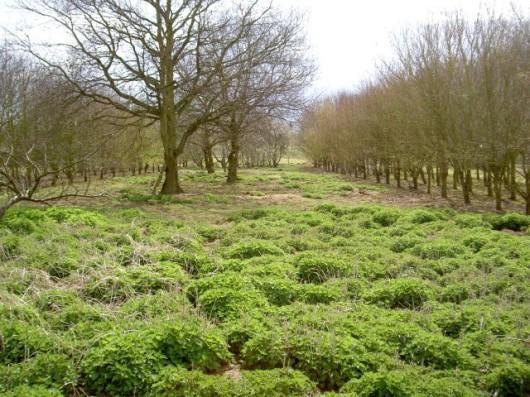 Woodland To South