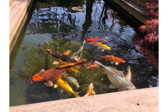 Pond