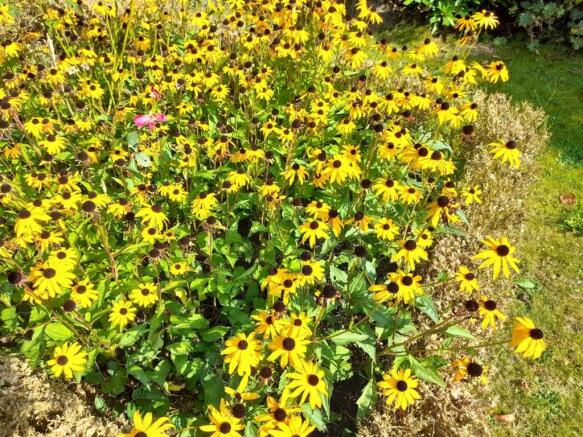 Garden 3.jpg
