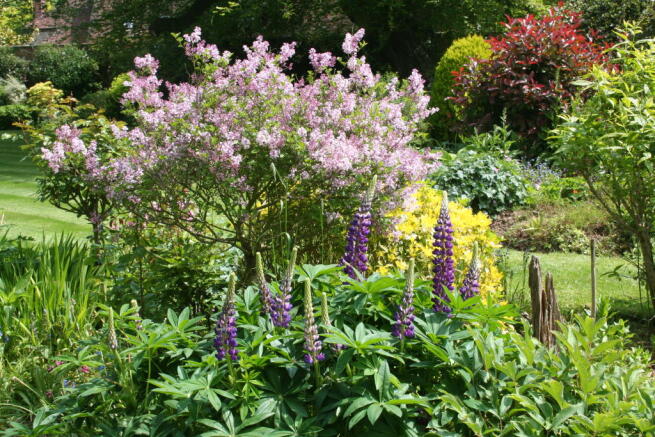 Flowers 2