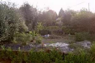 Garden Photo 1