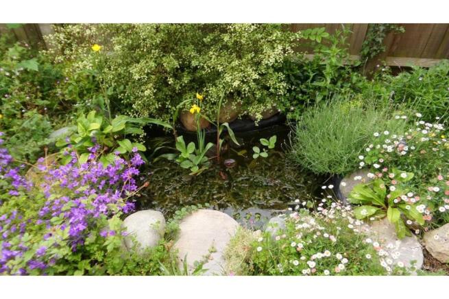 Pond