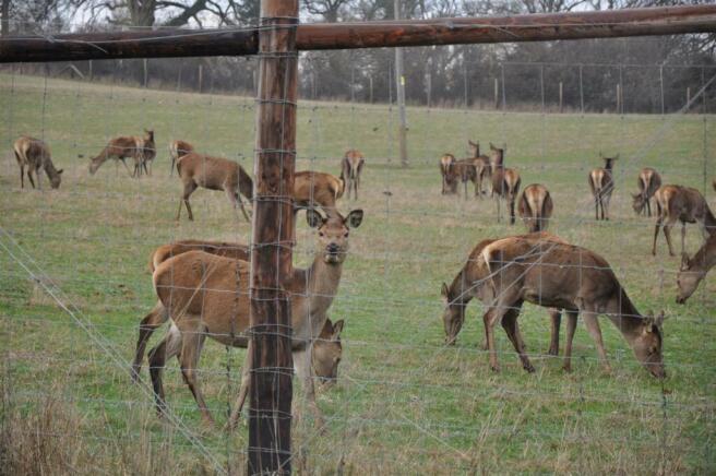 Deer Photo 4