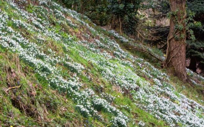 Snowdrops.jpg