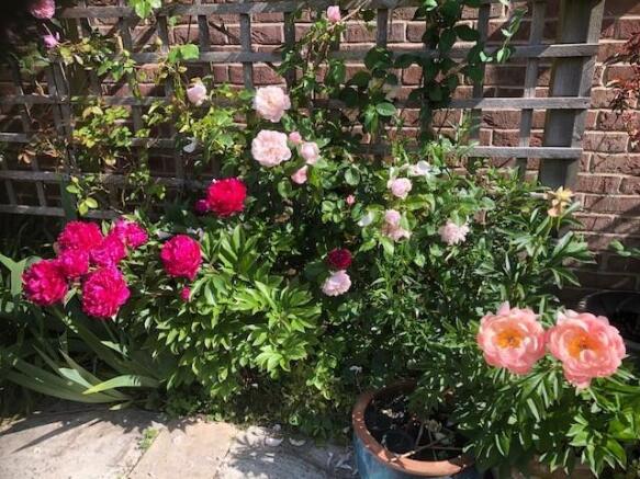 plants.jpg